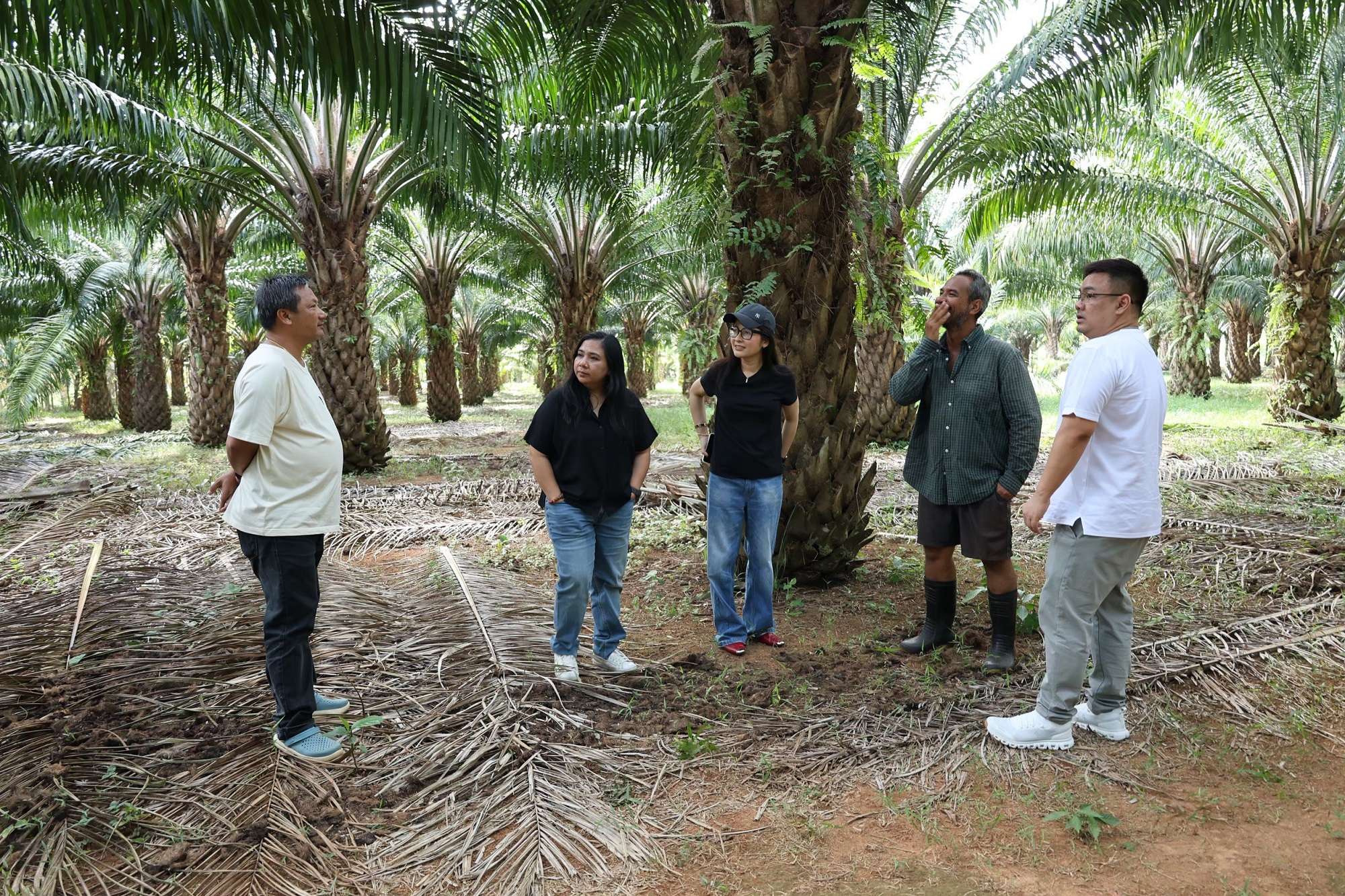 ทีมงานโครงการ SPOPP CLIMA ลงพื้นที่สำรวจแปลงสาธิตสวนปาล์มน้ำมัน ร่วมกับเกษตรกรรายย่อย