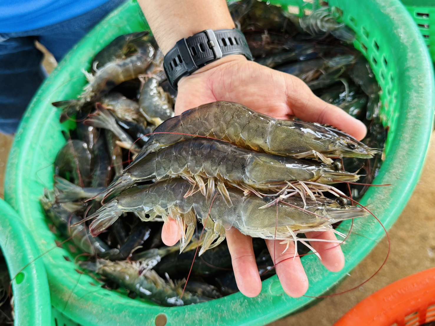 กุ้งขาวสดคุณภาพดีไซส์ใหญ่จากเกษตรกรไทย ที่ โก โฮลเซลล์ รับซื้อเพื่อช่วยเหลือเยียวยาราคาผลผลิต